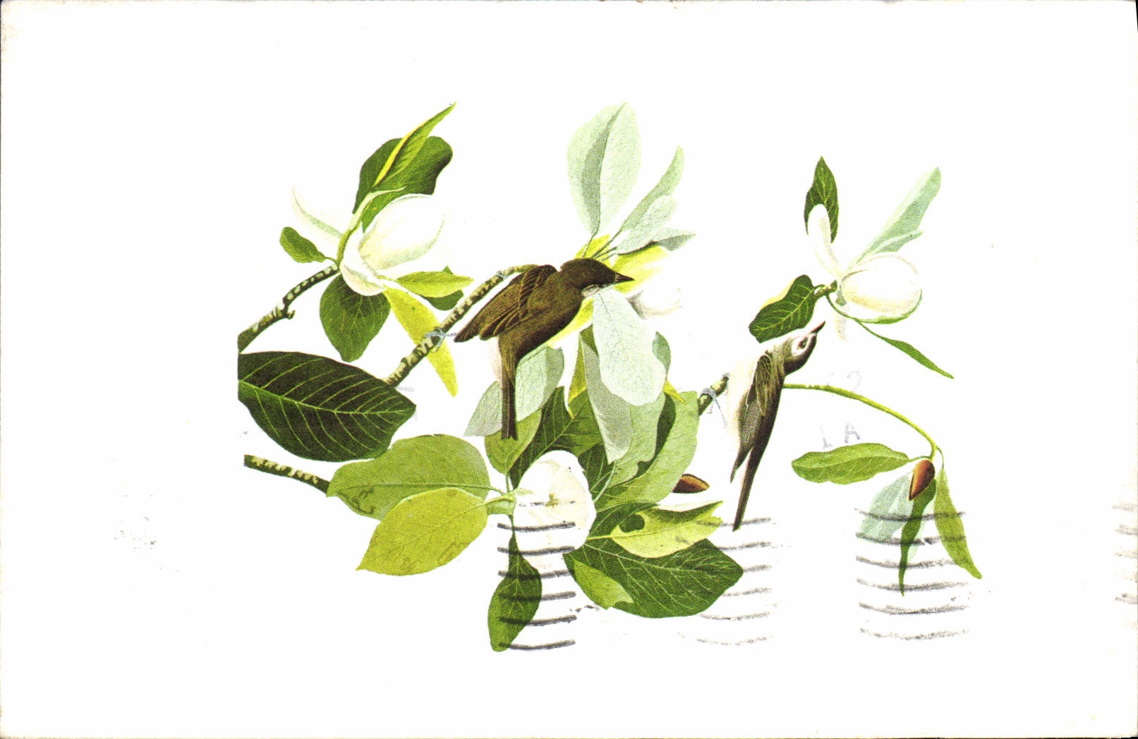 CPM Fantaisie Fleurs Magnolia