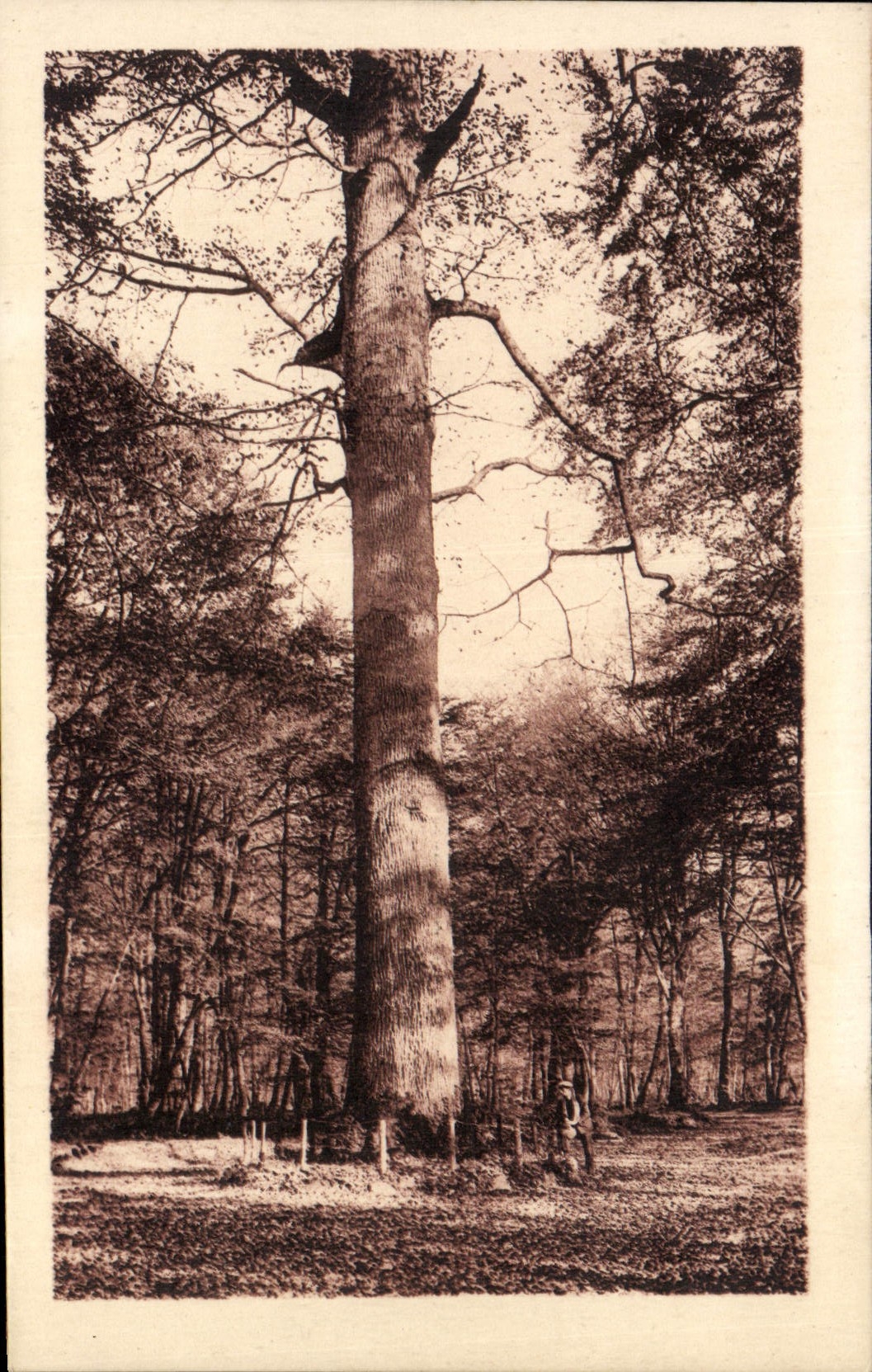 CPA Foret de Fontainebleau Le Jupiter