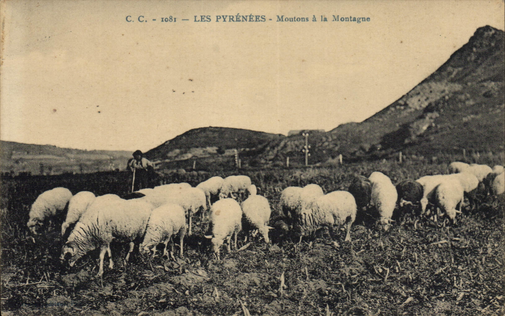 VINTAGE POSTCARD Pyrenes Sheep with the Mountain Shepherd