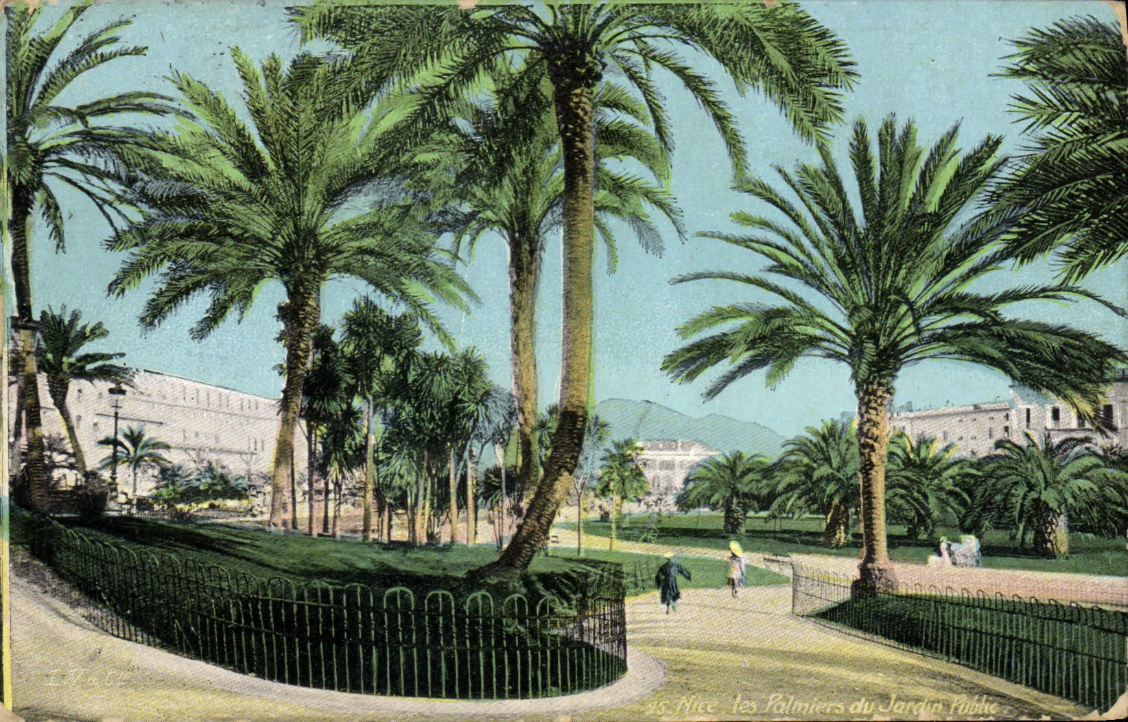 VINTAGE POSTCARD Nice Palm trees of the Public garden