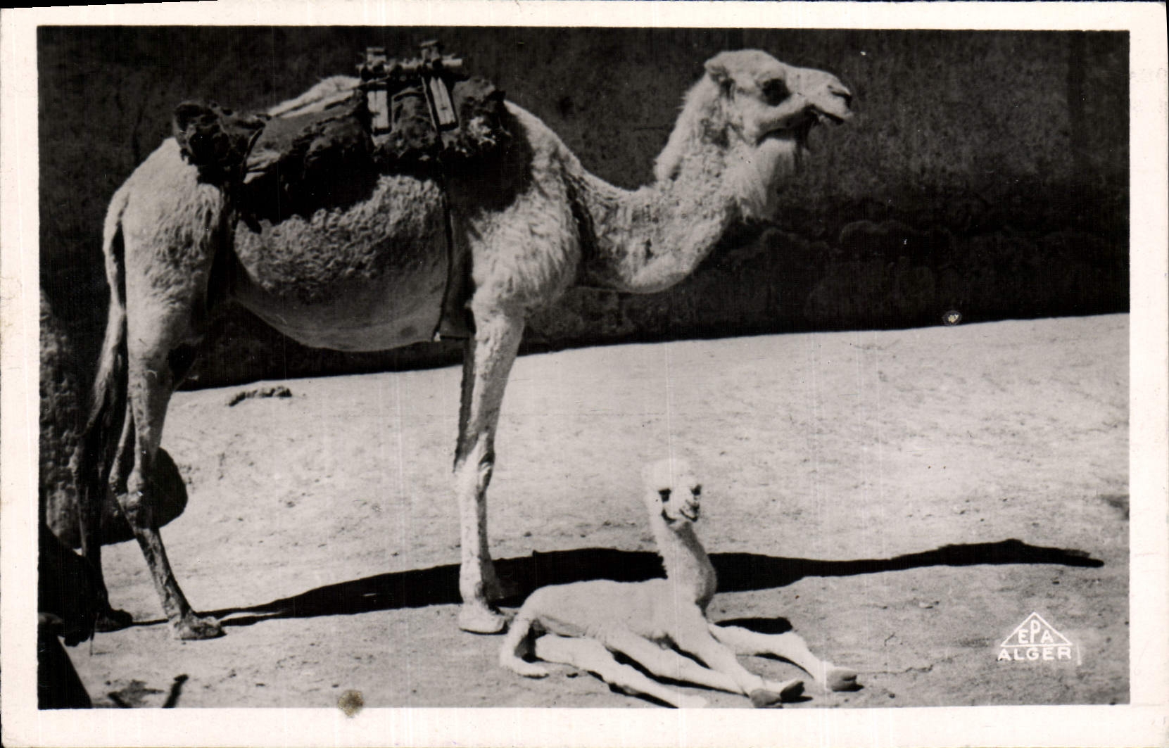 VINTAGE POSTCARD Ouarcla Chamelle and its new Camel