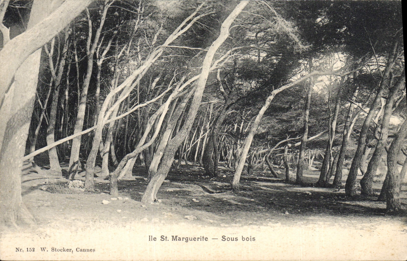 CPA lle St Marguerite Sous bois 