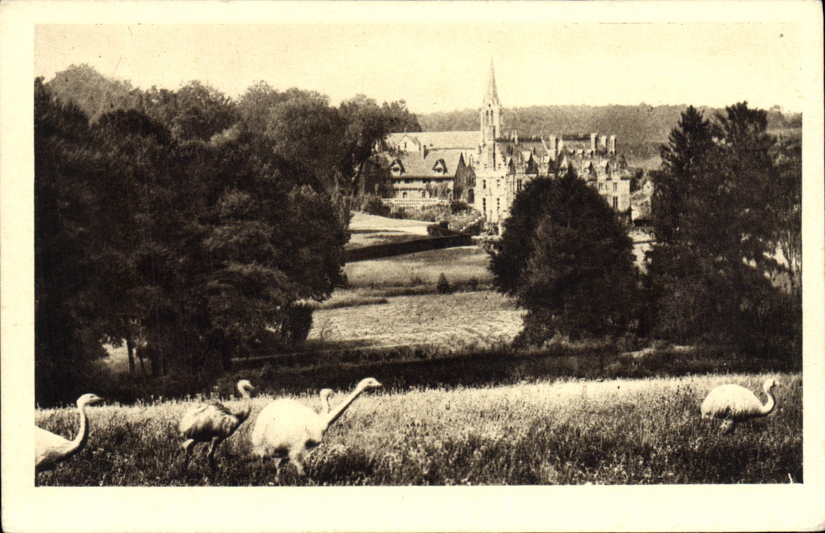VINTAGE POSTCARD Zoological gardens of Cleres View Zoo Ostrich Ostriches