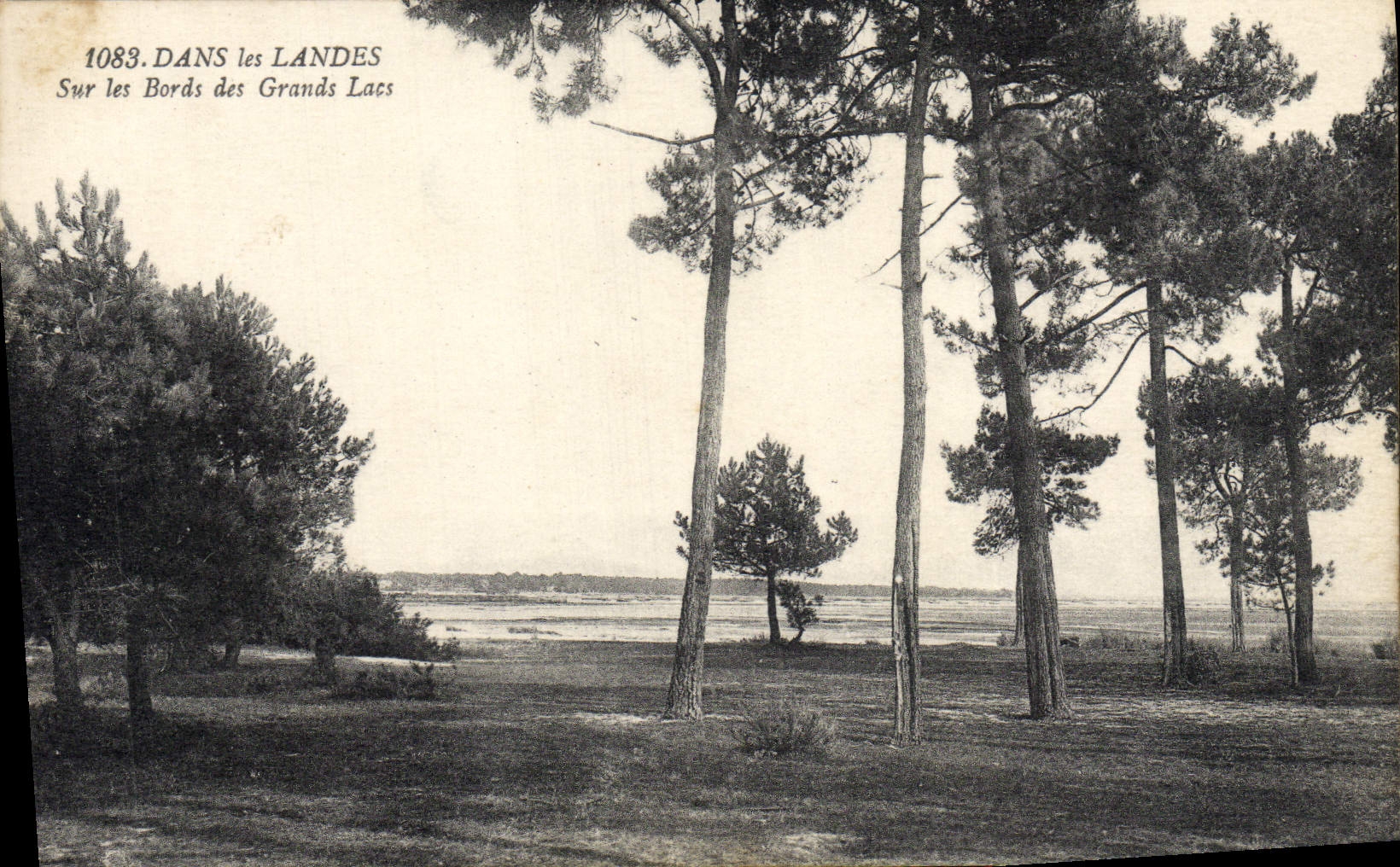 CPA Dans Les Landes Sur les Bords des Grands Lacs