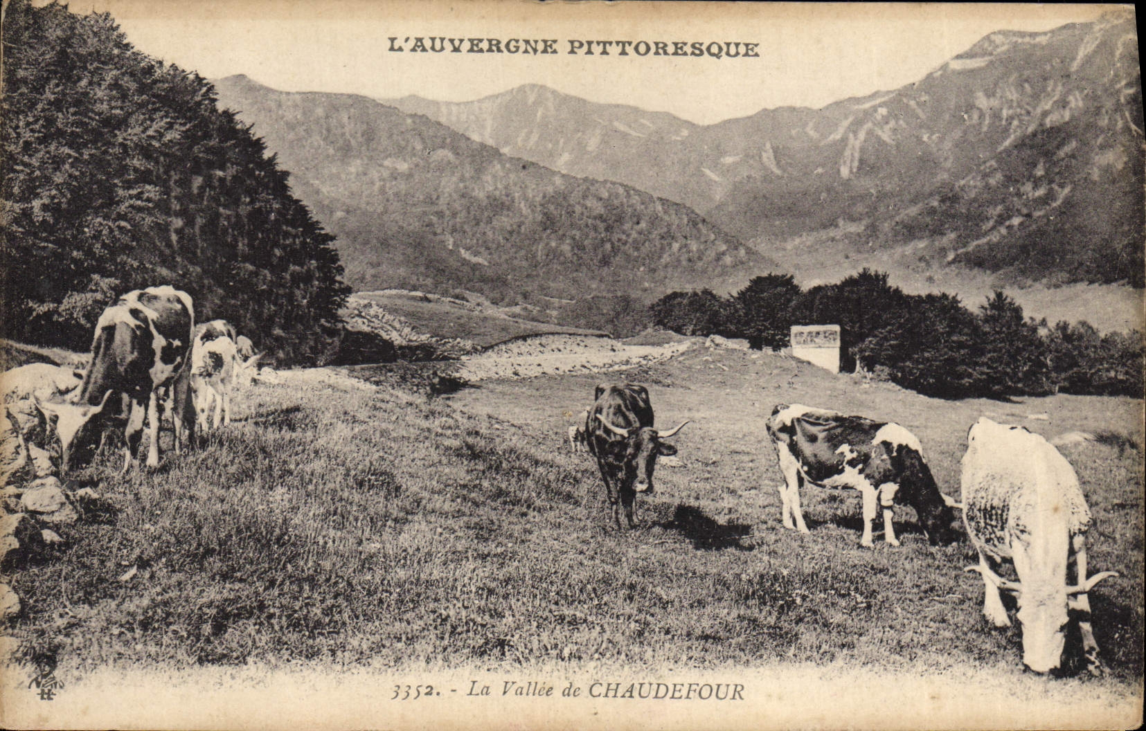 CPA L'Auvergne Pittoresque La vallee de Chaudefour Vaches