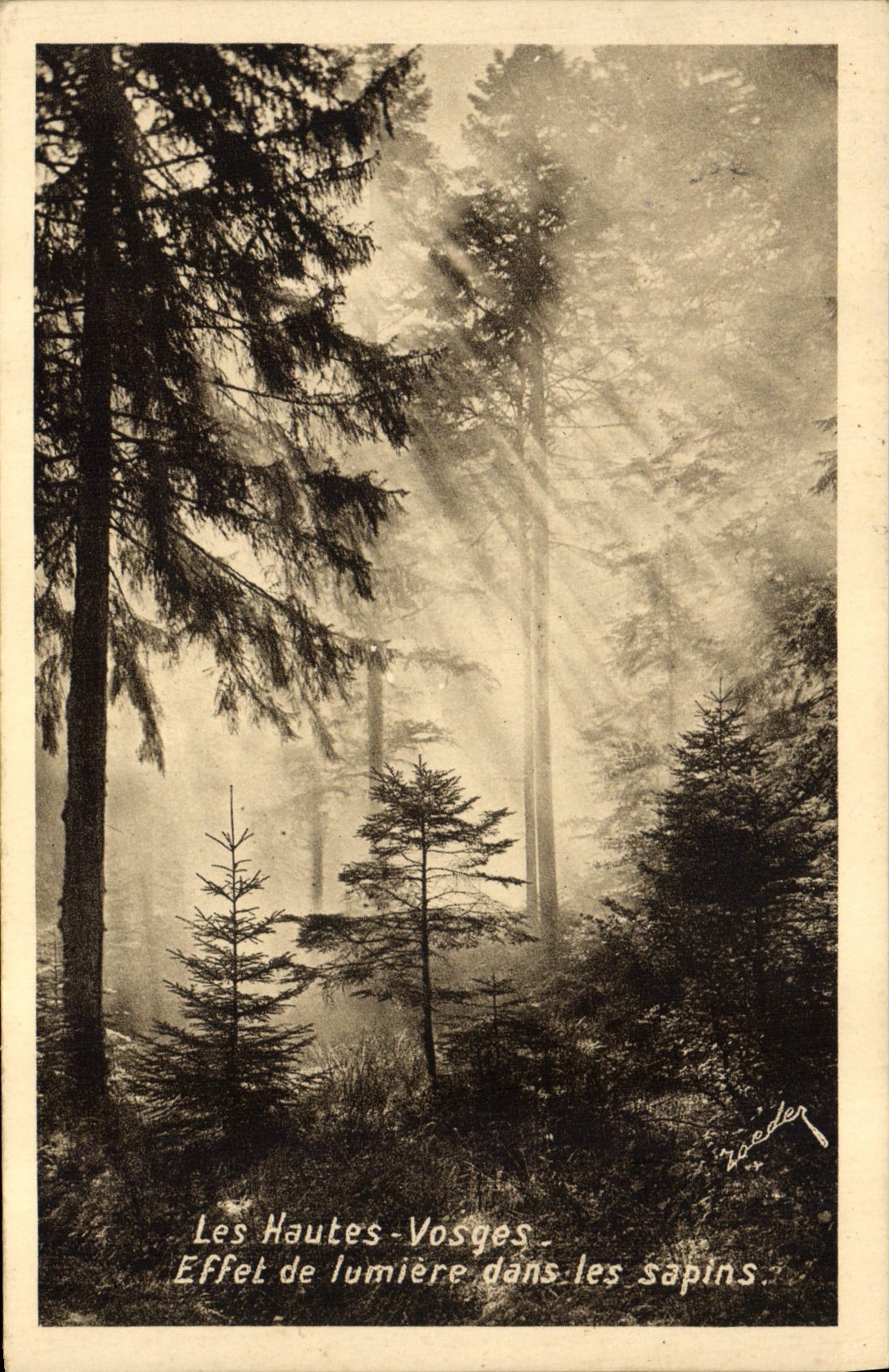 VINTAGE POSTCARD the High Vosges Light effect in the fir trees