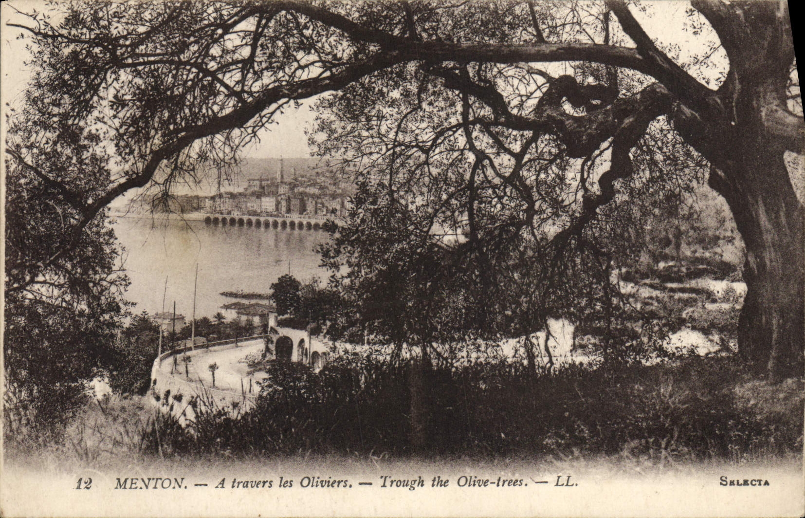 CPA Menton A Travers les Oliviers