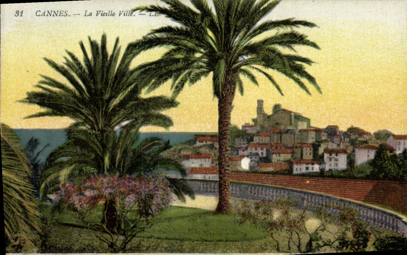 VINTAGE POSTCARD Cannes the Palm tree Old city