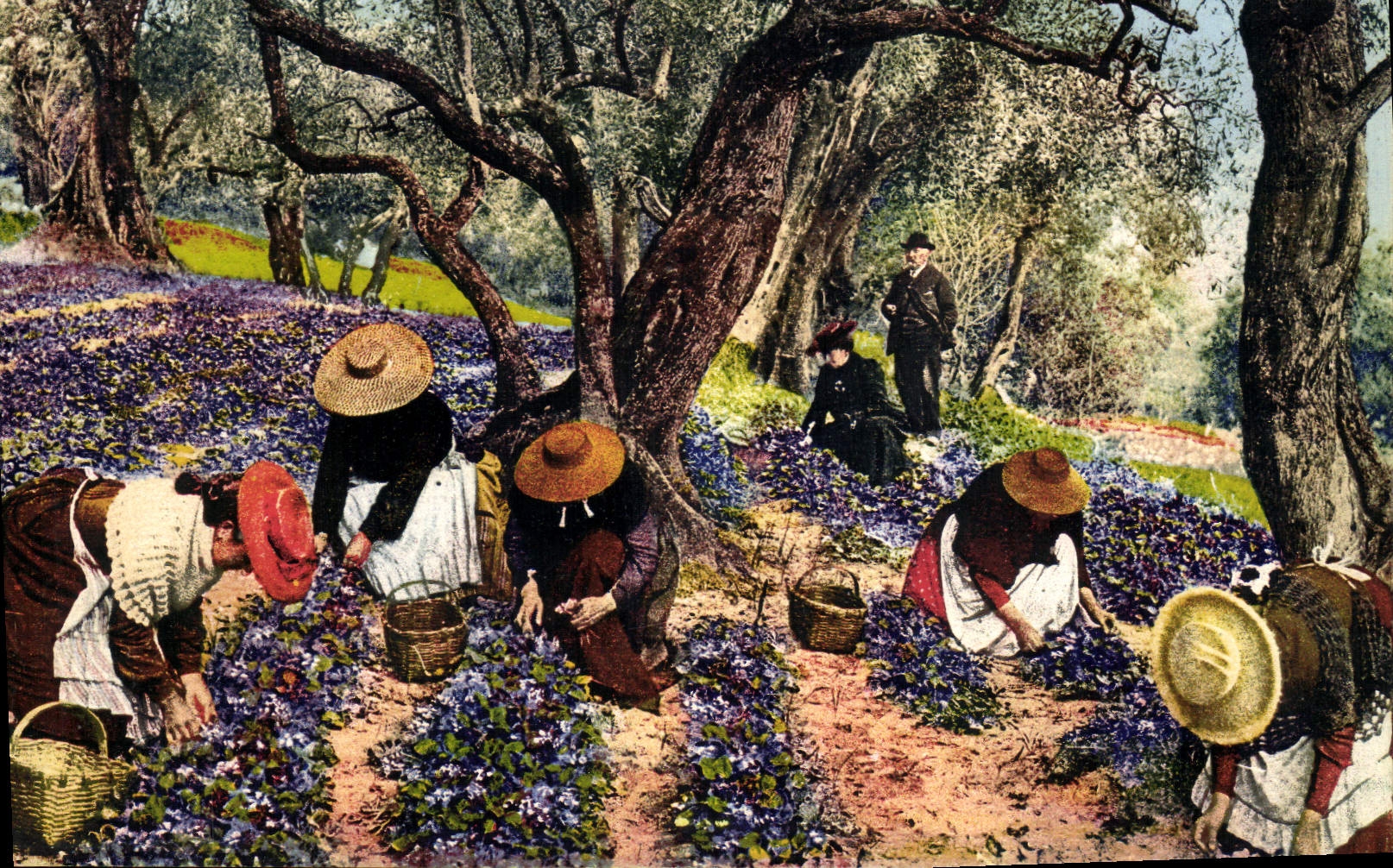 CPA La Cote D'Azur La Cueillette des Violettes Folklore