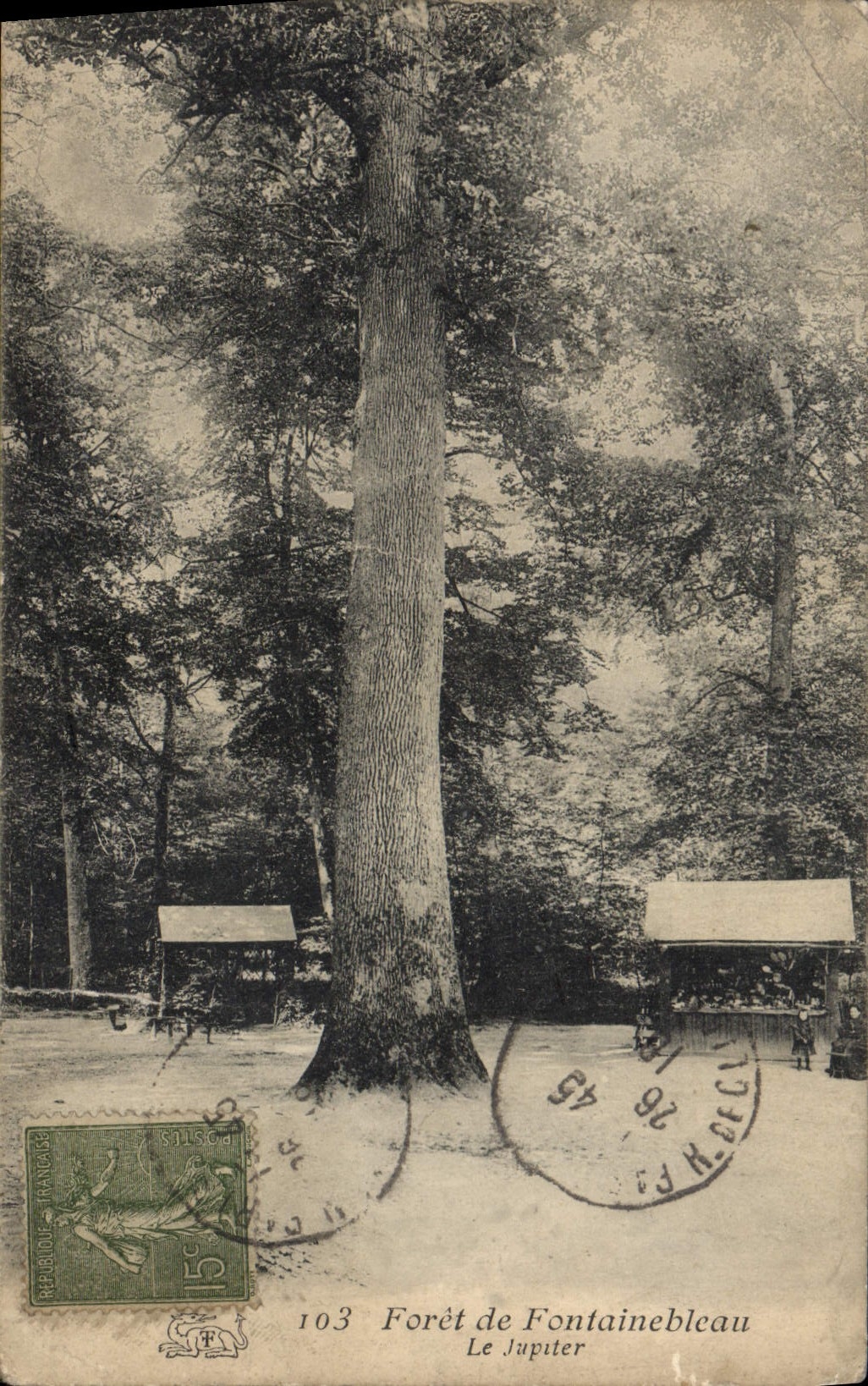 CPA Foret de Fontainebleau Le Jupiter Arbre 