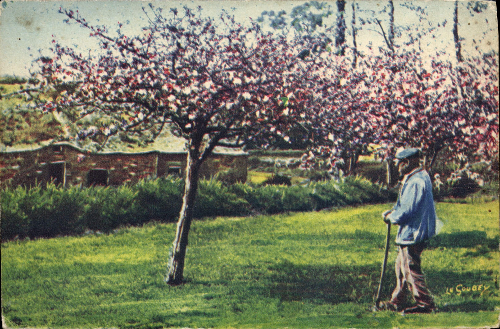 CPA Normandie Vieil homme et ses pommiers Folklore