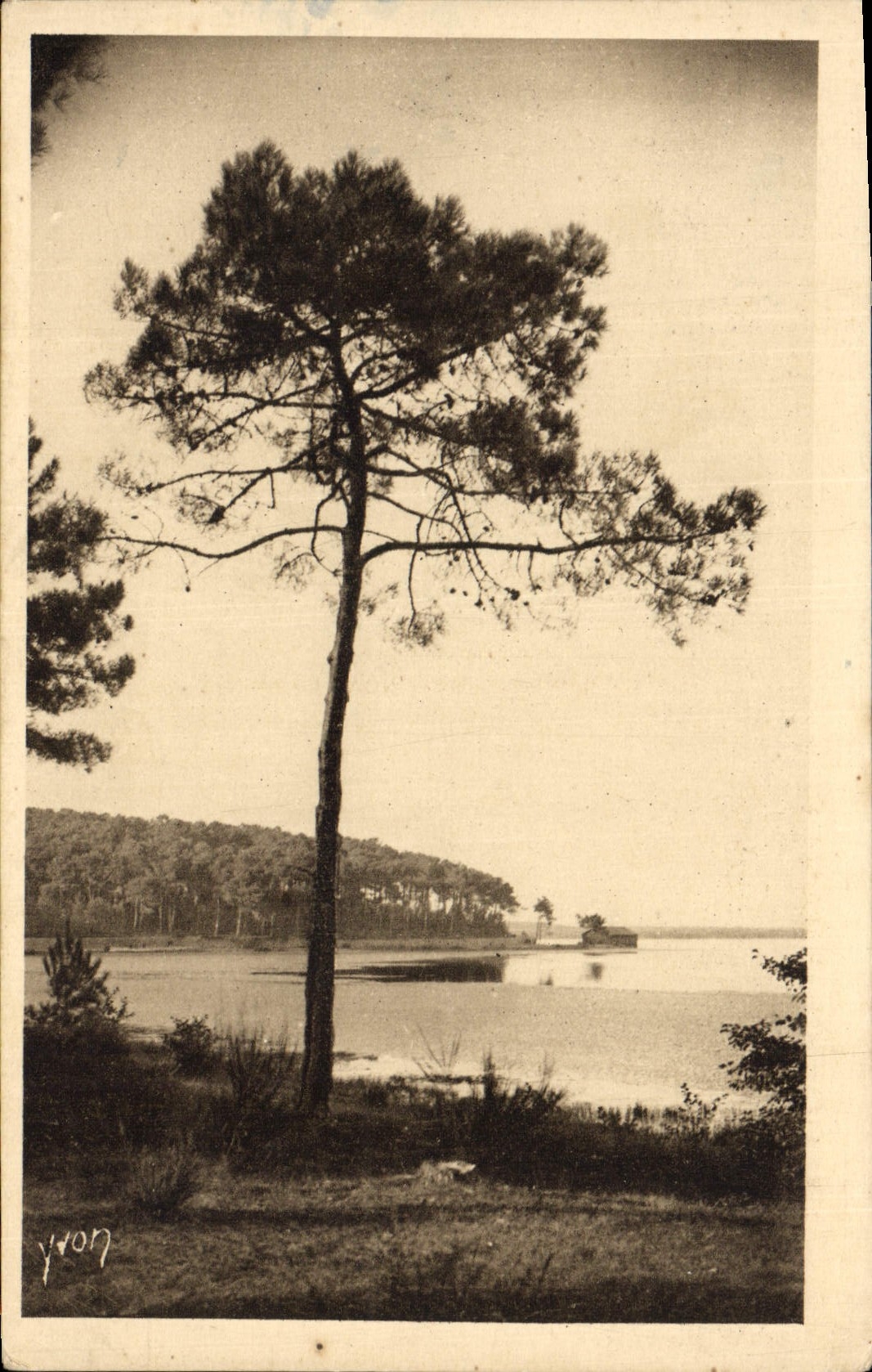VINTAGE POSTCARD the pond of Aureilhan