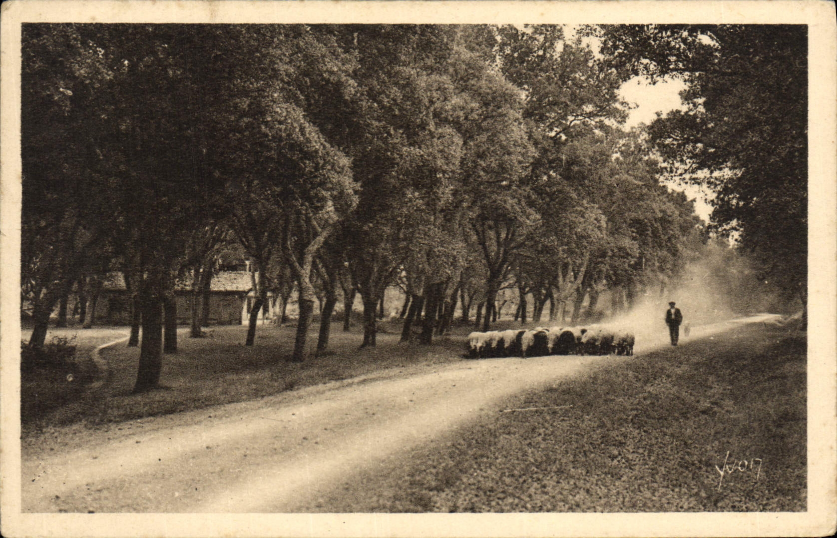 CPA Les Landes De Gascogne Sur les Routes poudreuses Berger Moutons
