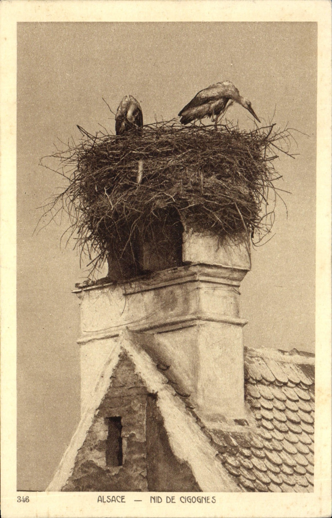 CPA Alsace Nid De Cigognes