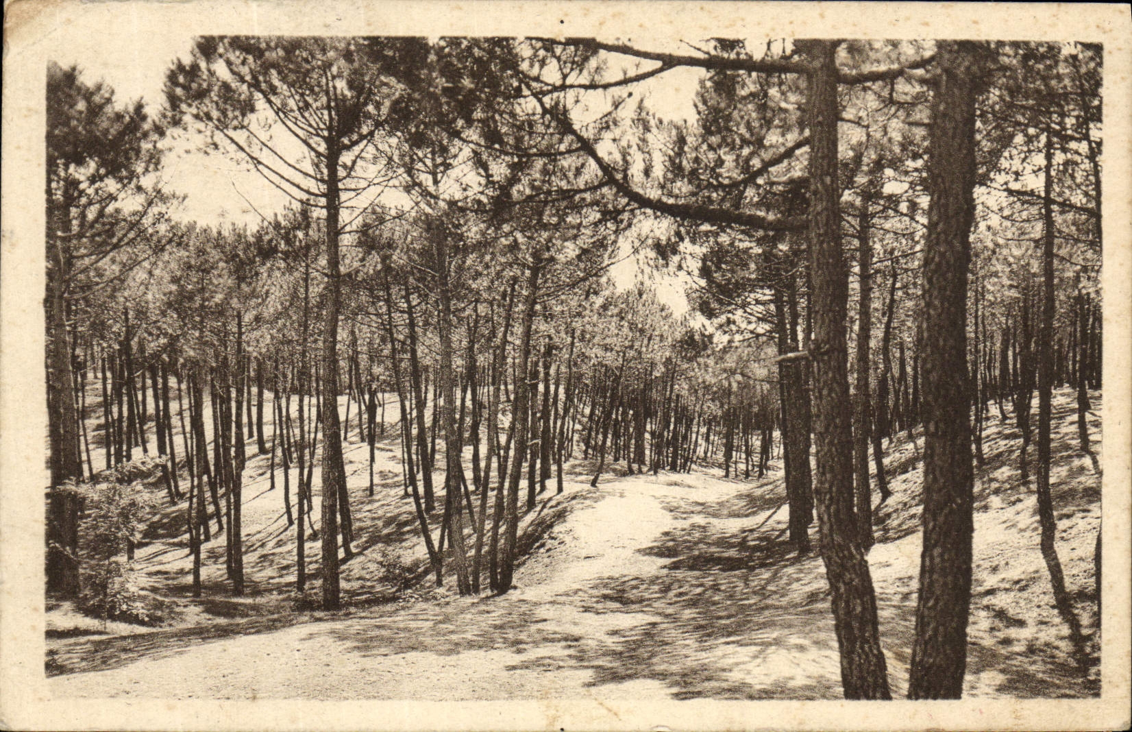 CPA Saint Jean de Monts La Foret de Pins au Parcours sinueux sur les bosses et dans les creux
