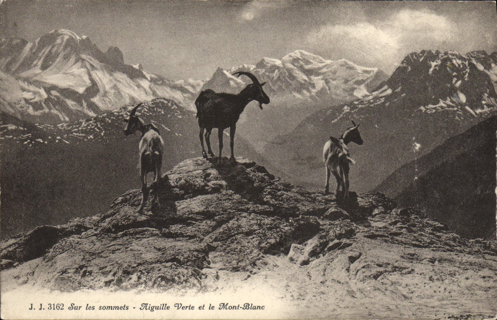 CPA Sur les Sommets Aiguille Verte et le Mont Blanc Chamois
