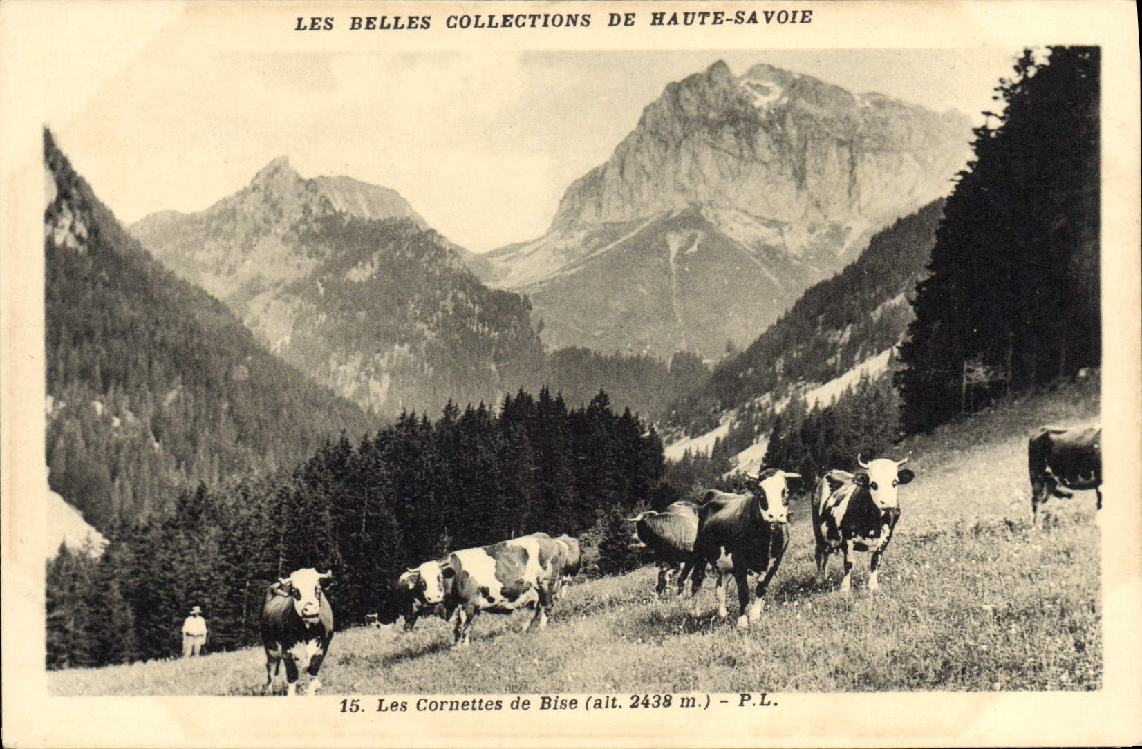 Cucuruchos de la POSTAL de la VENDIMIA de las vacas del viento del norte