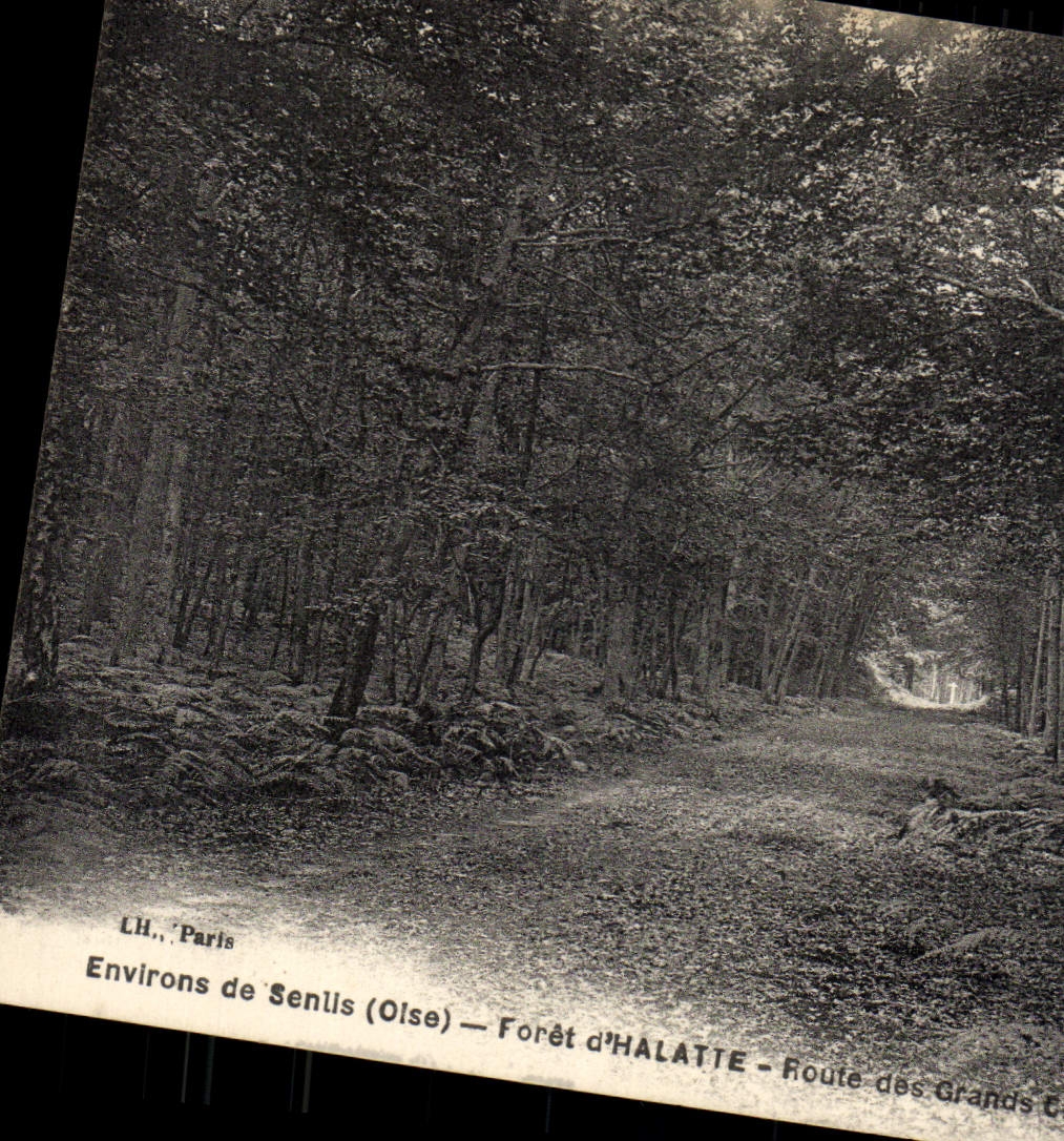 VINTAGE POSTCARD Surroundings of Senlis Drill of Halatte Route des large oaks