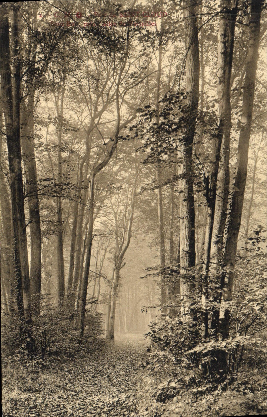 CPA Saint Cloud Parc Sous Bois pres Allee de Versailles