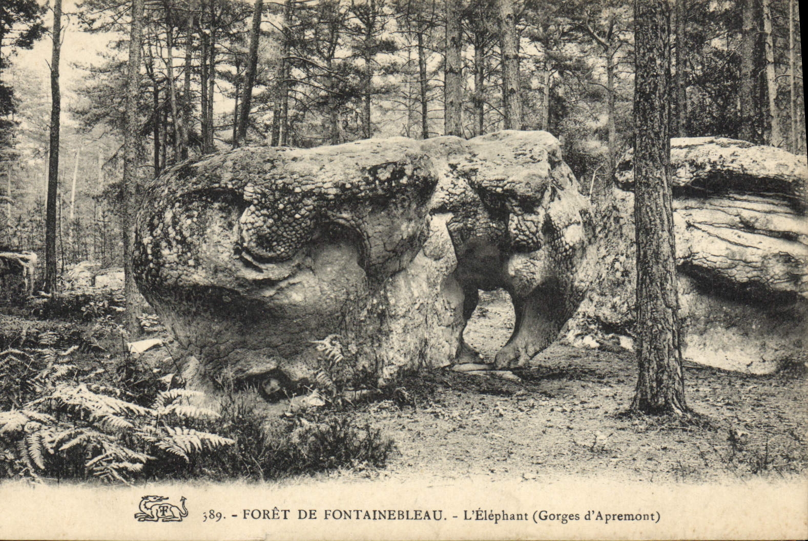 VINTAGE POSTCARD Drill De Fontainebleau the Elephant Falls of Apremont Elephant
