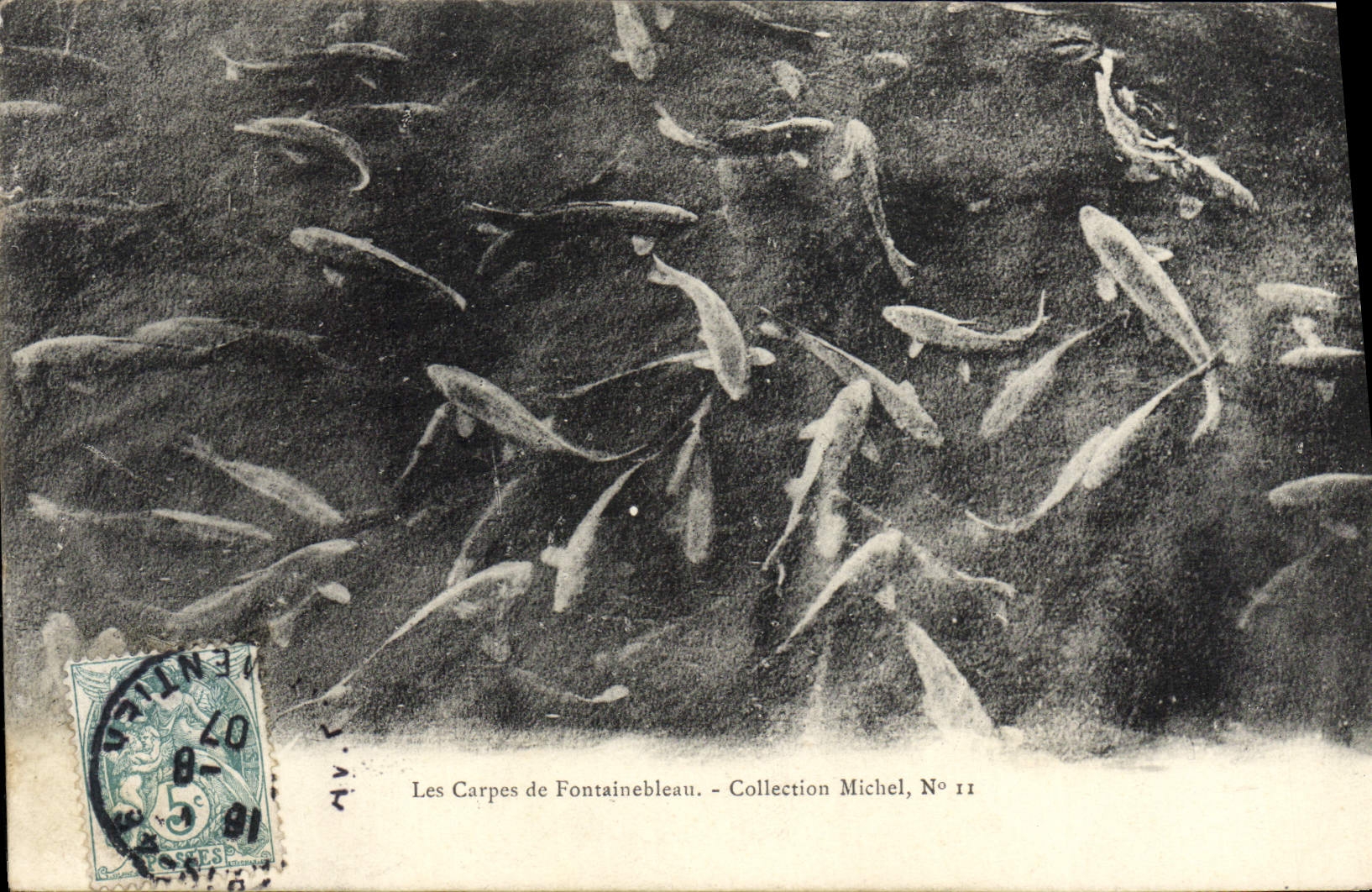 CPA Les Carpes de Fontainebleau Collection Michel Poissons