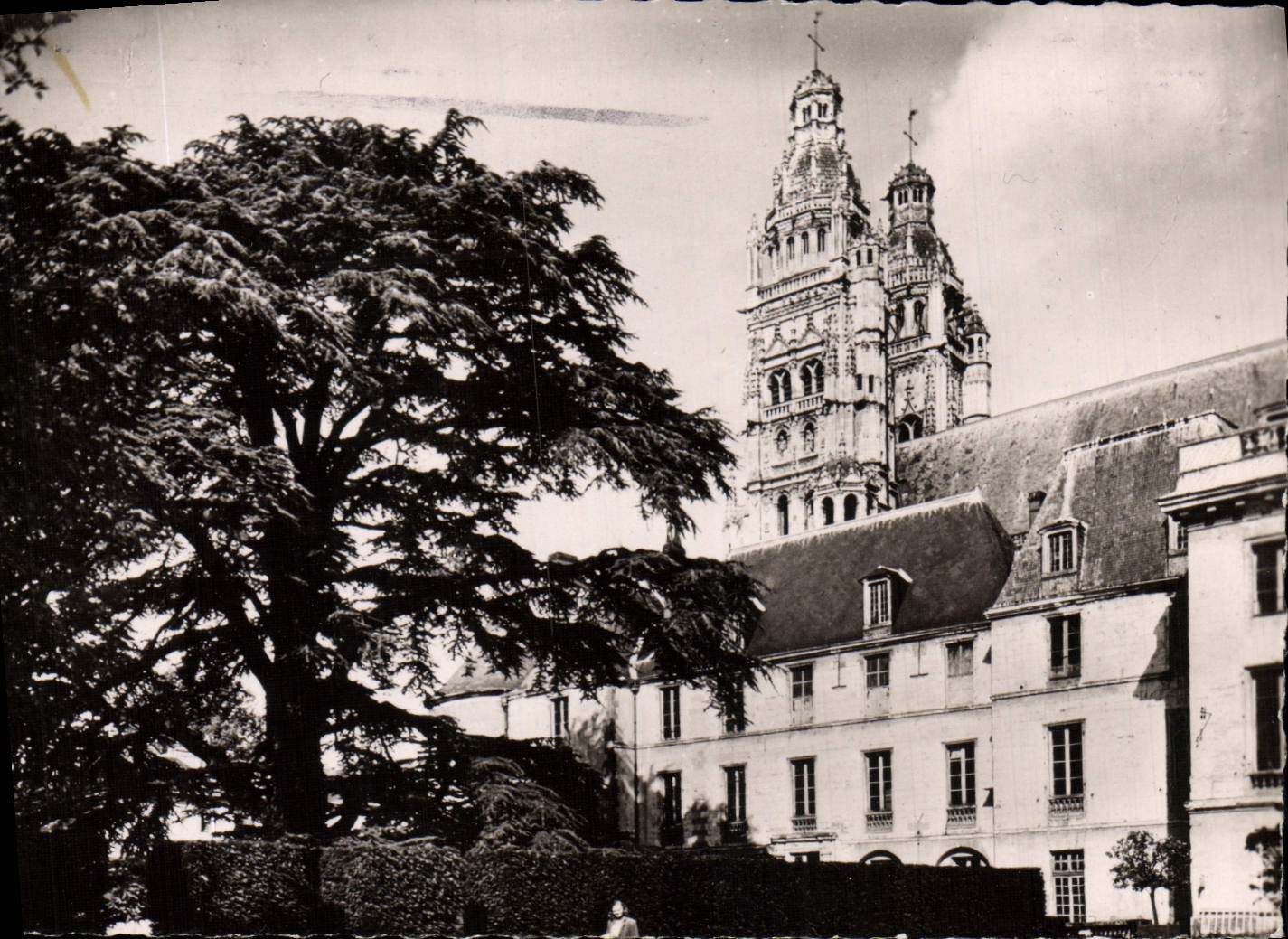CPM Tours Le cedre centenaire du musee et les tours de la cathedrale