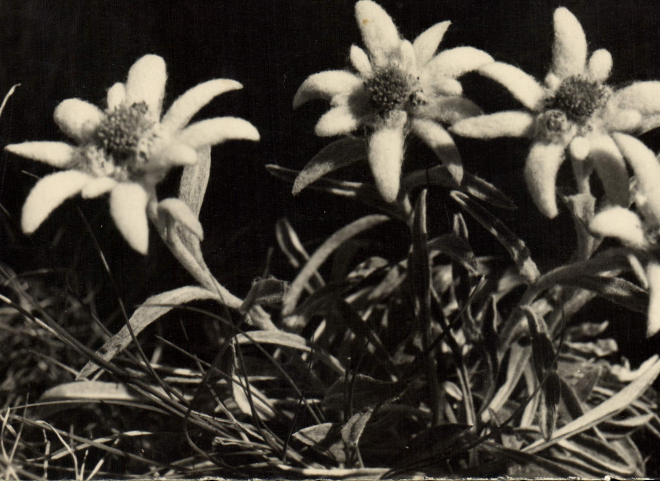 VINTAGE POSTCARD Leontopodium Alpinum Edelweiss