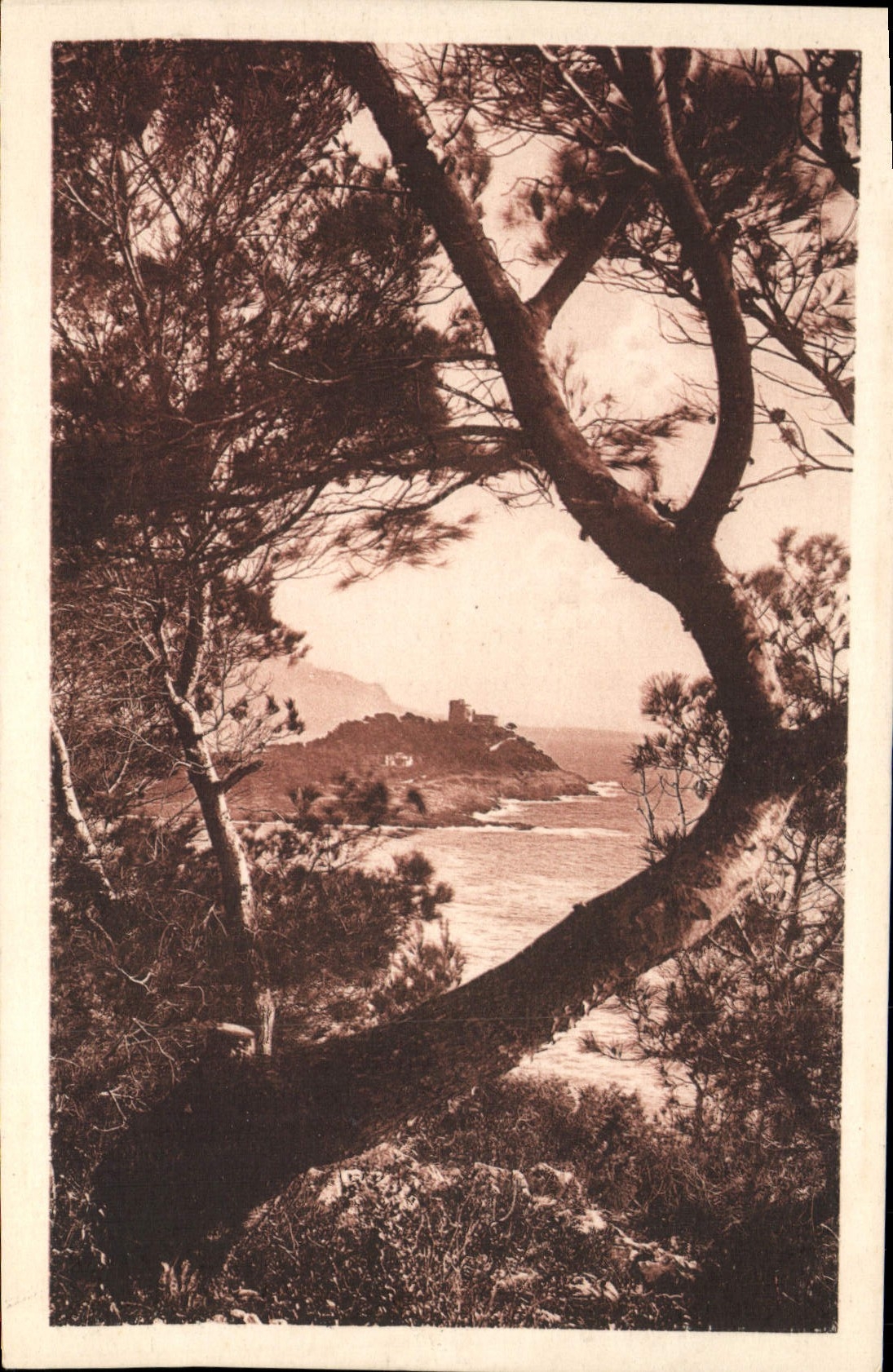 POSTAL Córcega de la VENDIMIA