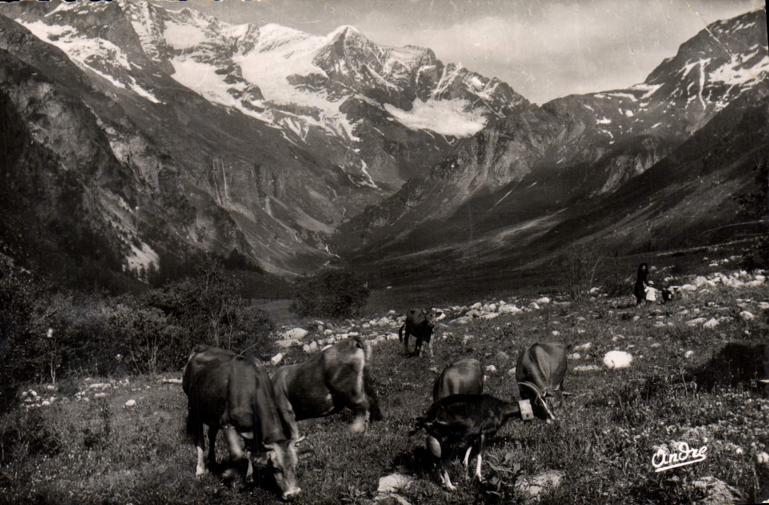 MODERN CARD Pastures in high mountain Cows
