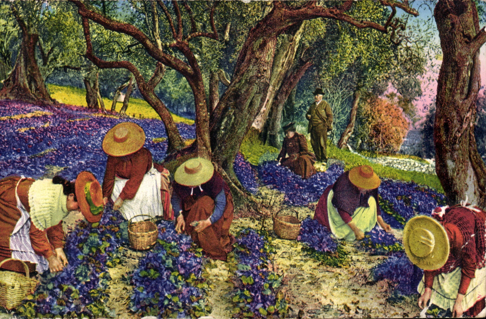 CPA Cote d'Azur La cueillette des violettes