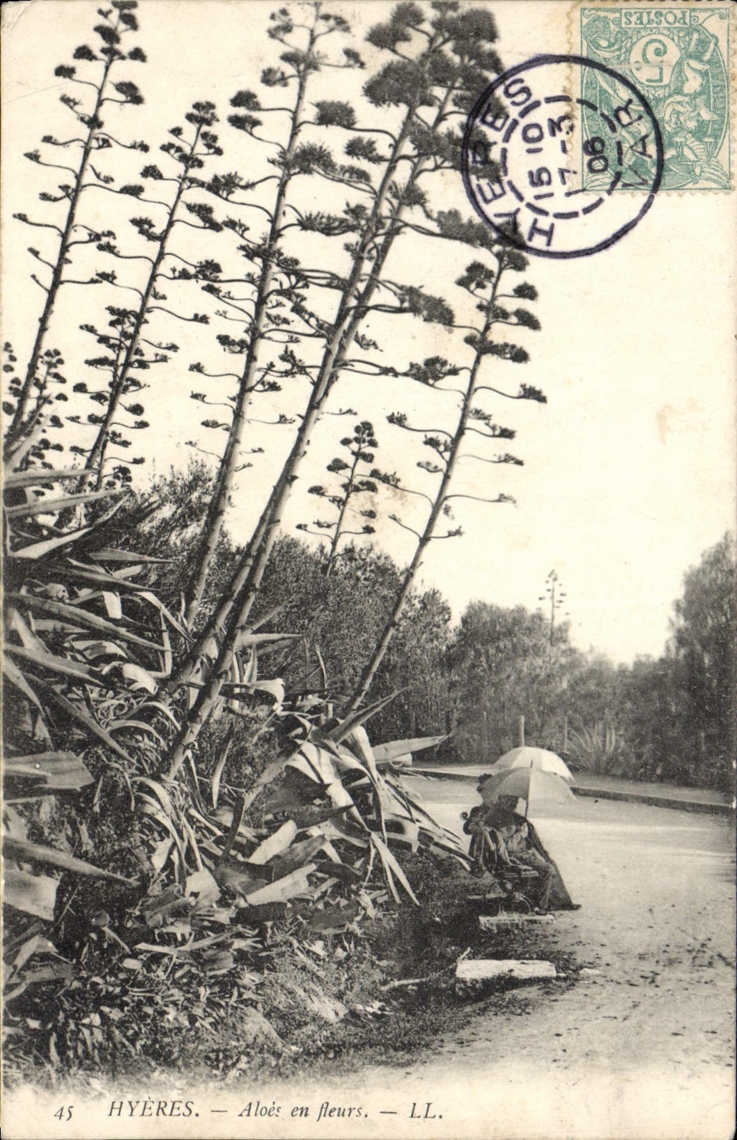 CPA Hyeres Aloes en fleurs