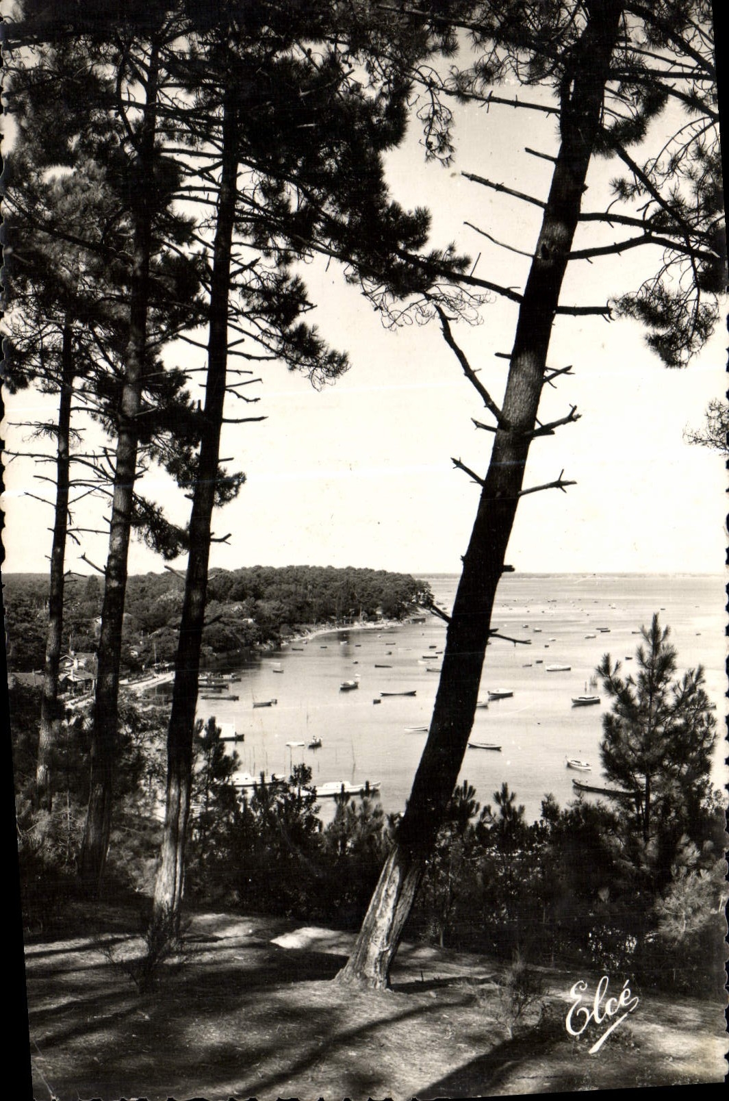 VINTAGE POSTCARD Arcachon Basin Escaped on the basin through the pines