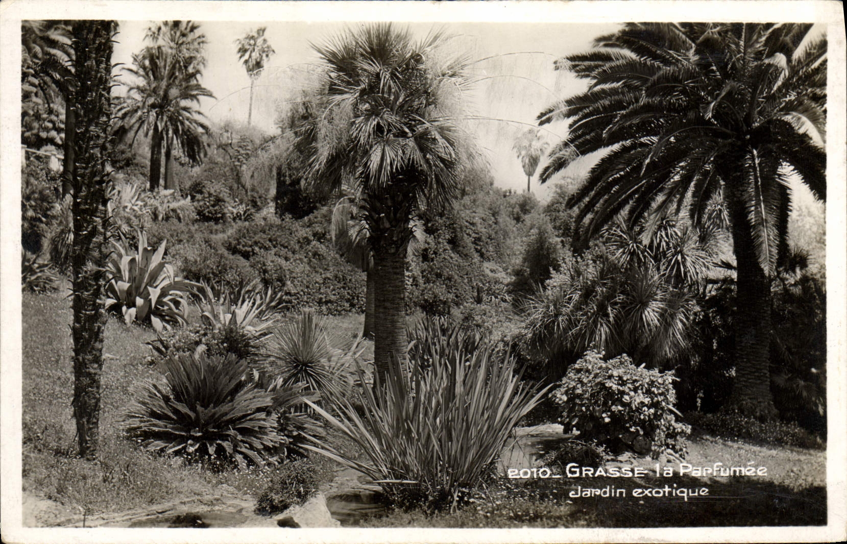 Jardín exótico graso de Parfumee de la POSTAL de la VENDIMIA