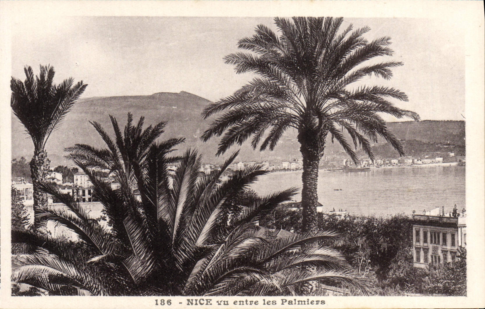 CPA Nice vu entre les Palmiers