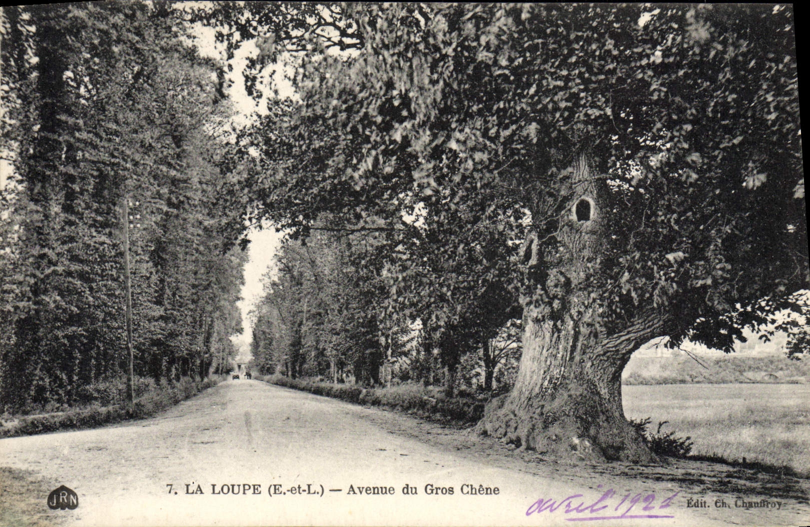 POSTAL de la VENDIMIA la lupa que ocurrió de roble grande