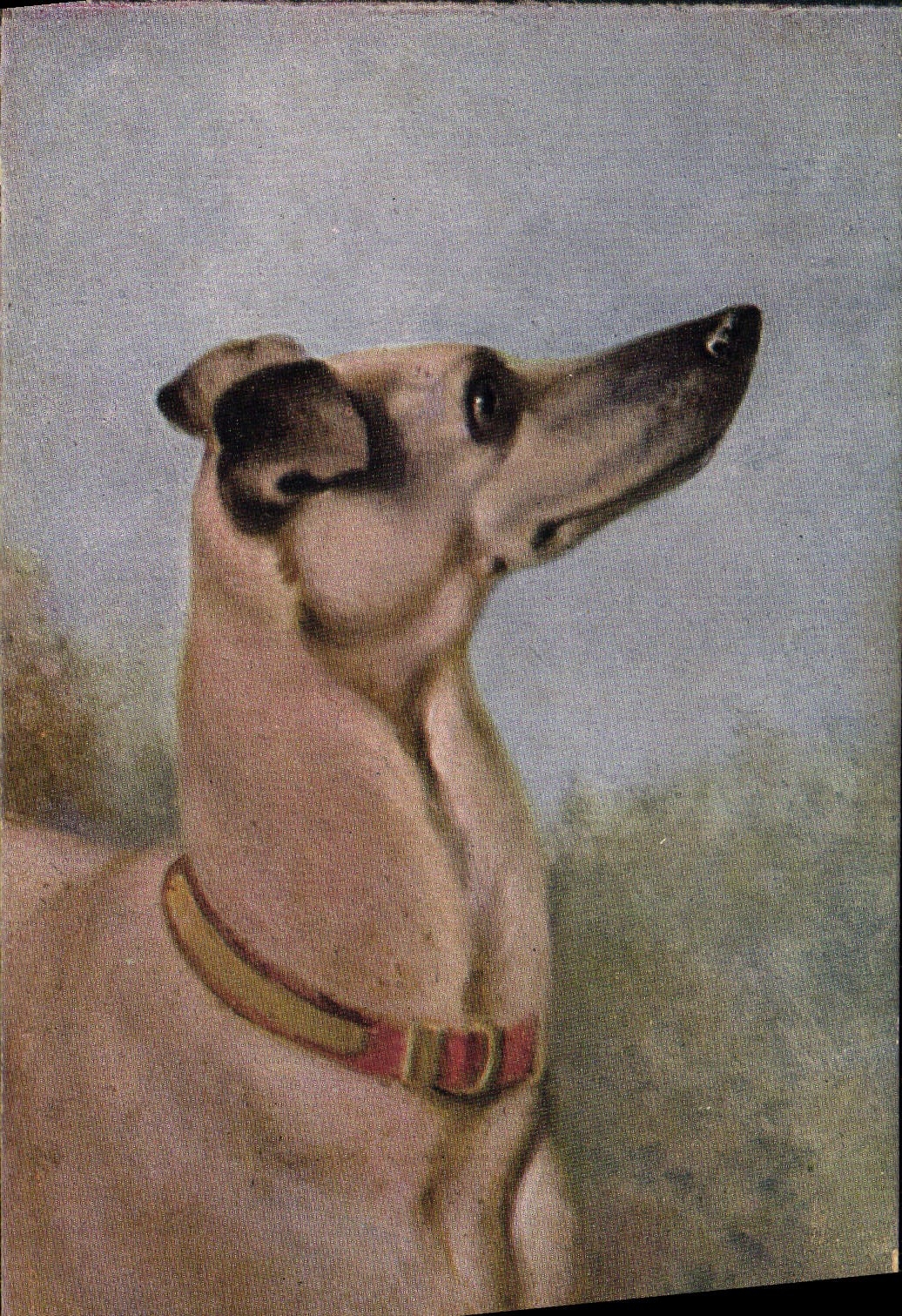 VINTAGE POSTCARD Dog Greyhound Chocolate Leroux Mocha coffee