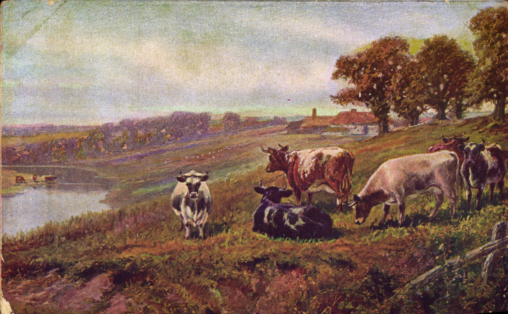 VINTAGE POSTCARD Cows Bilge close Cambric