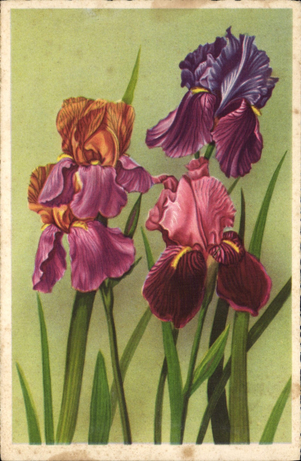 CPA Fantaisie Fleurs 