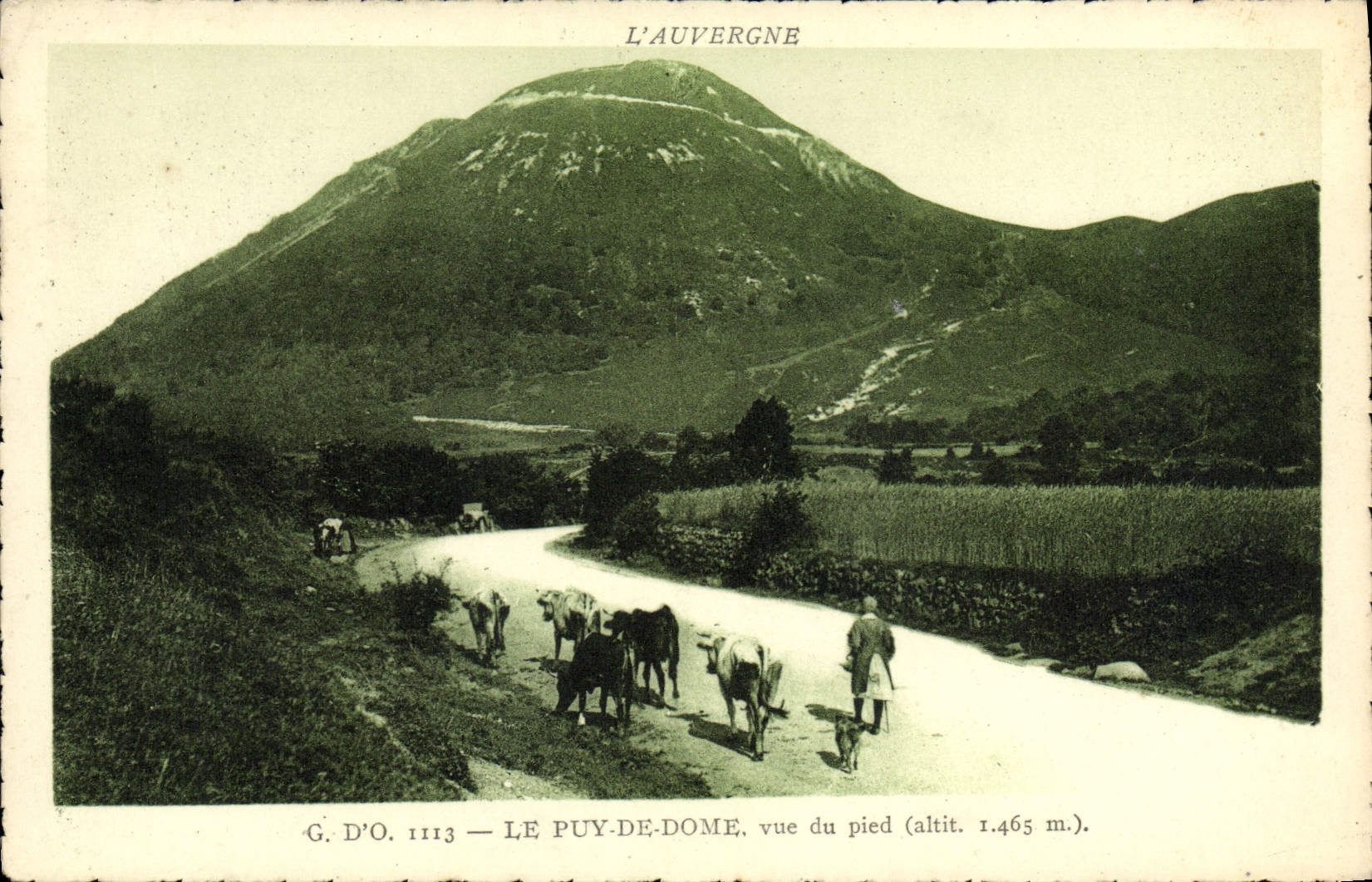 VINTAGE POSTCARD Auvergne Puy de Dome seen of the foot Cows