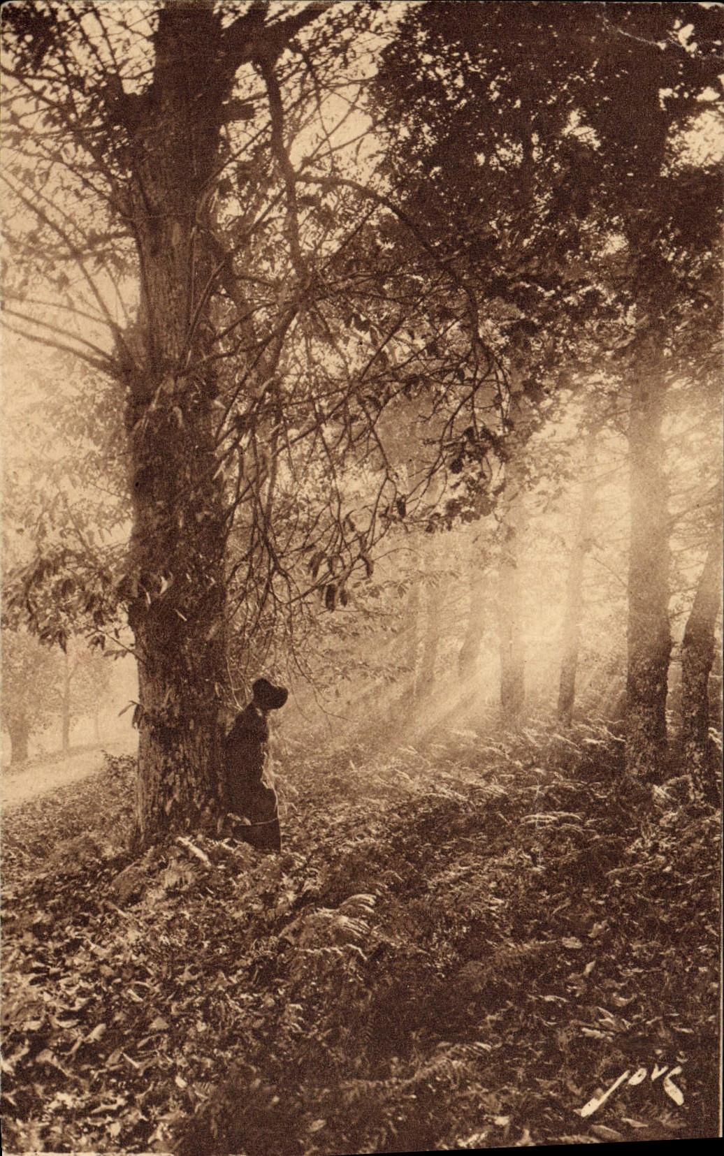 VINTAGE POSTCARD Chataignerie limousine