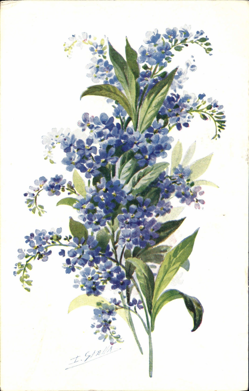 CPA Fantaisie Fleurs Myosotis Forget Me Not