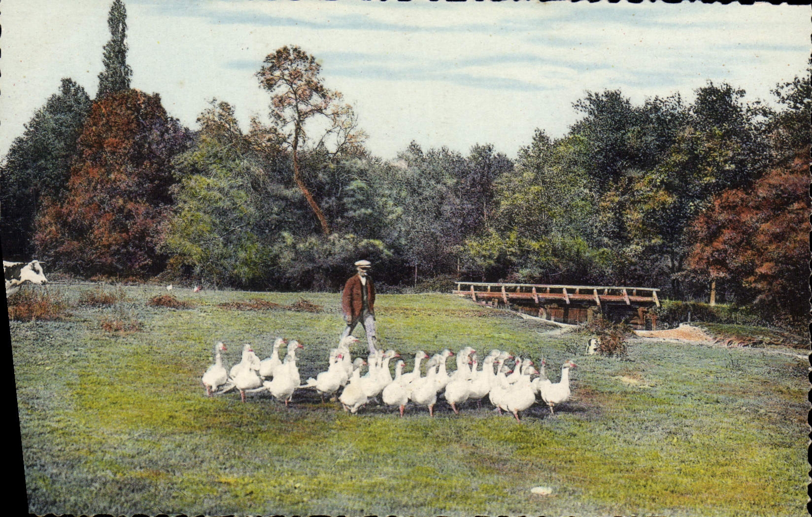 MODERN CARD Folklore Guard of Normandy geese
