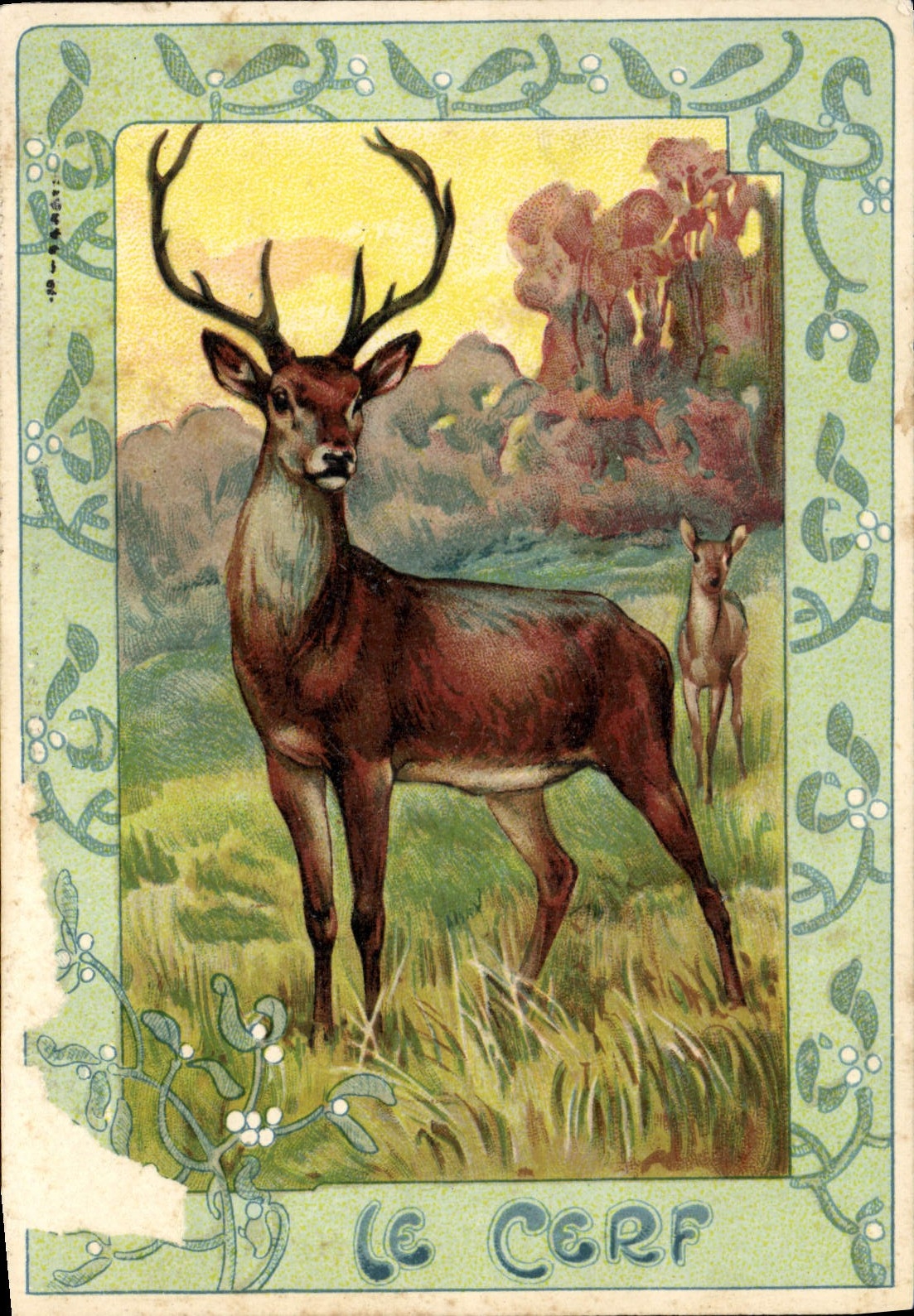 VINTAGE POSTCARD the Stag