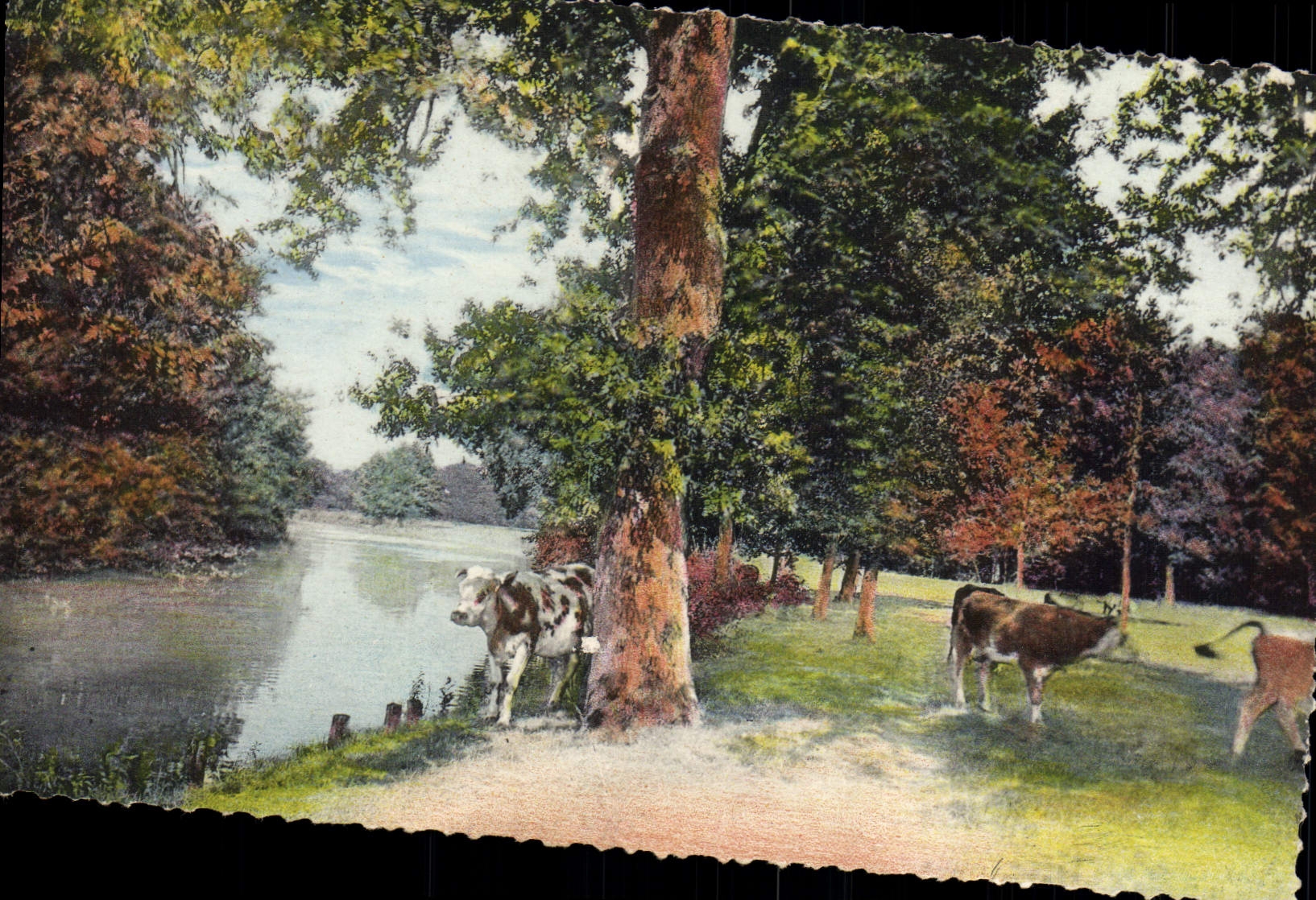 MODERN CARD Fantasy Normandy Cows