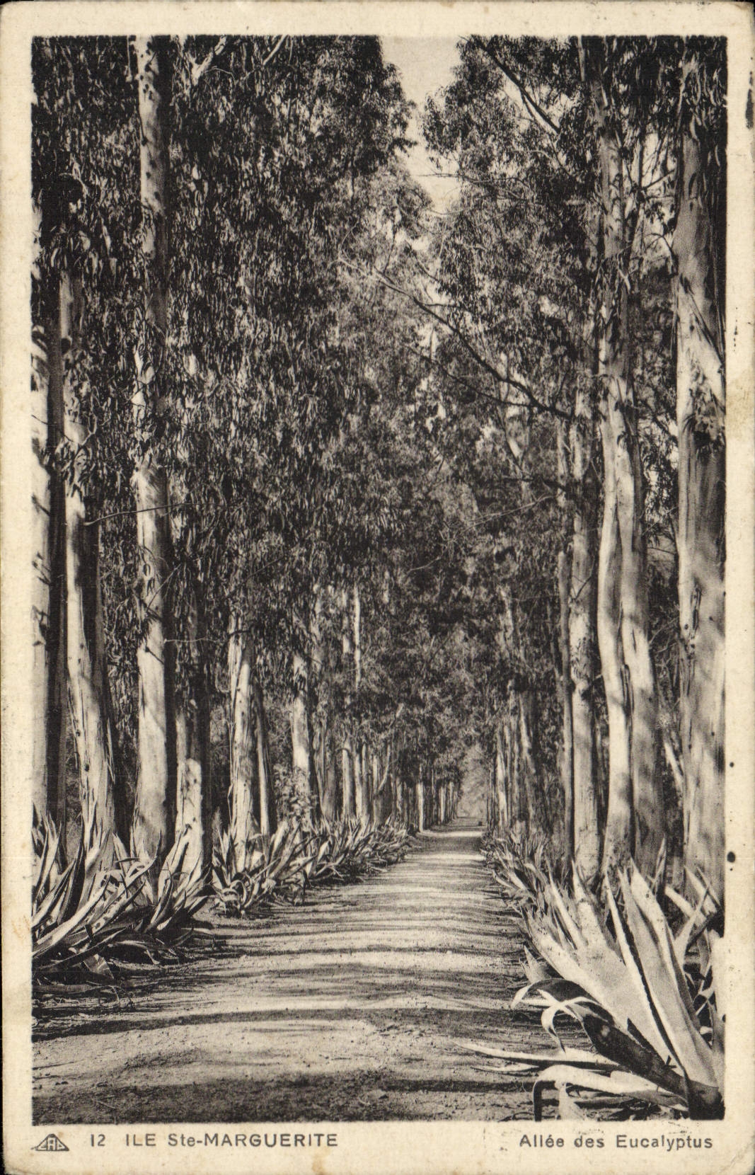 VINTAGE POSTCARD the co. Marguerite Gone from the Eucalypti