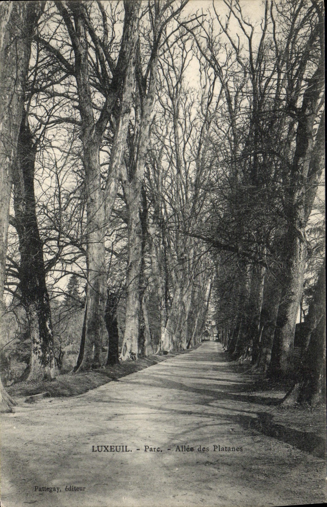 VINTAGE POSTCARD Luxeuil Park Gone of the Plane trees