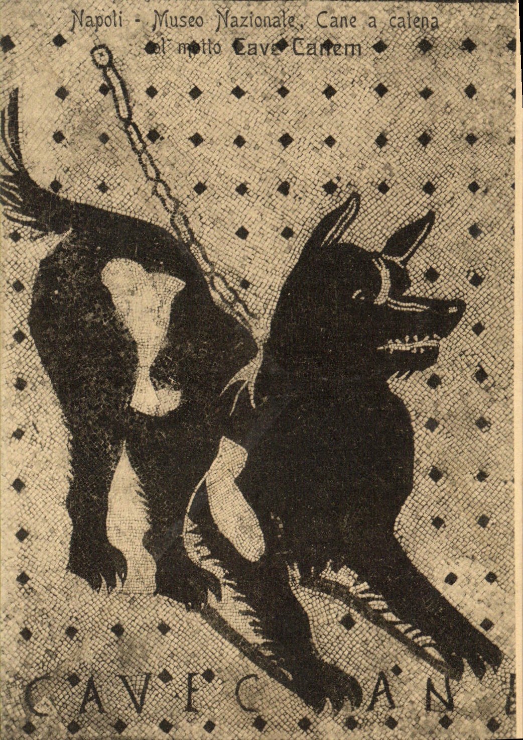 CPA Napoli Museo Nazionale Cane a catena