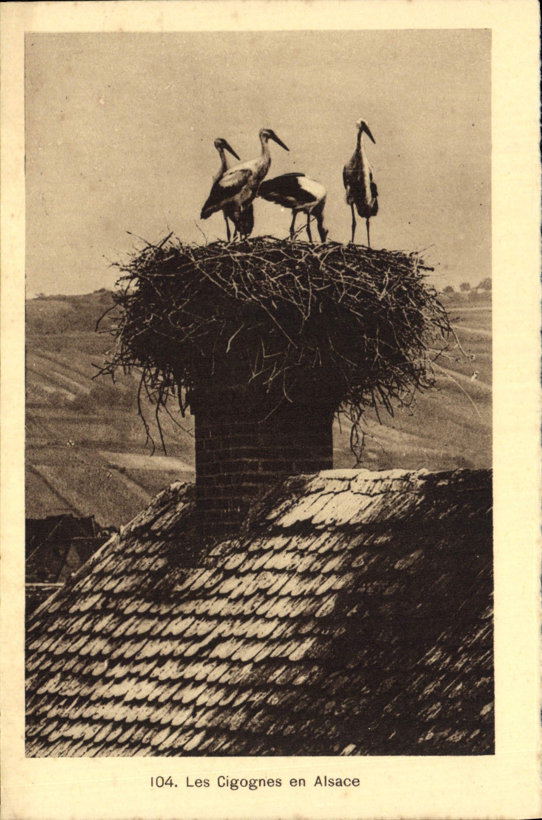 Cigüeñas de la POSTAL de la VENDIMIA en Alsacia