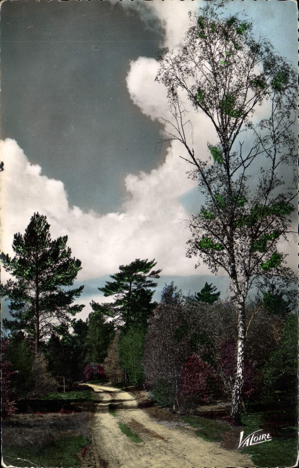 MODERN CARD Wonders Of the Loire Valley Faysages Of the Sologne forest Road