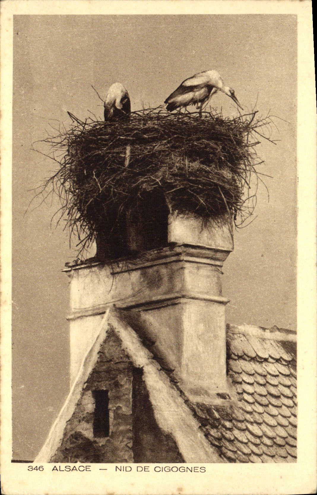 CPA Alsace Nid De Cigognes